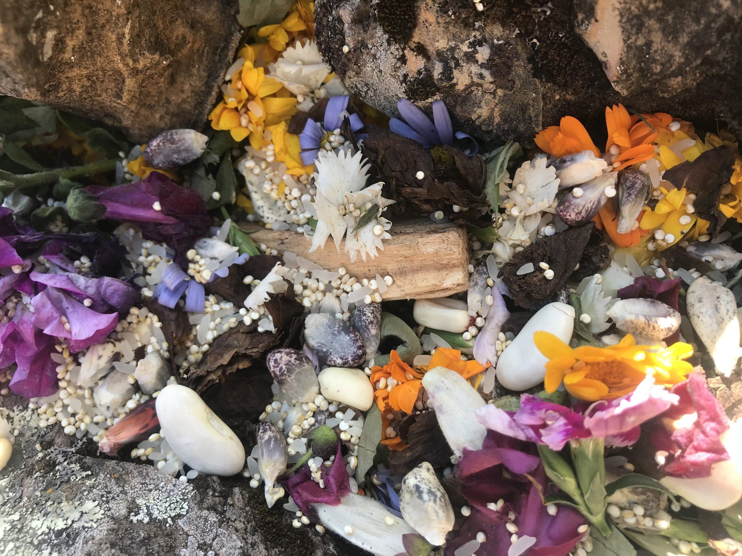 Herbal Healing Beyond the Body: Understanding the Energy of Plants
