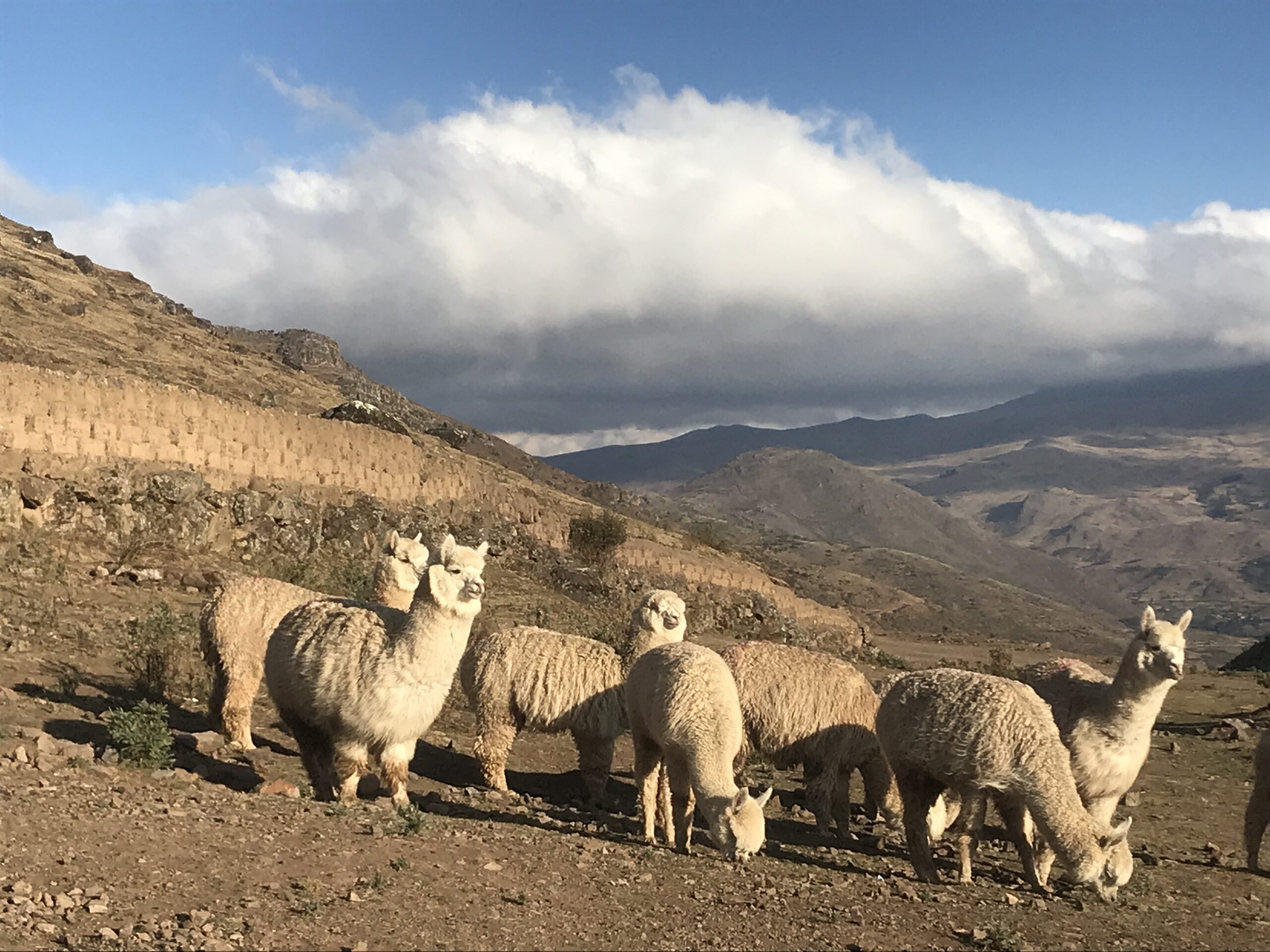 Llamas grazing peacefully during a spiritual retreat in the Peruvian mountains, symbolizing grounding and connection to nature.
