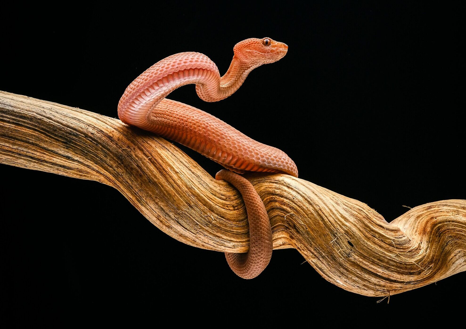 Crossing Too Quickly: False Initiation and Psychedelic Spirituality